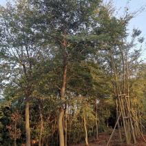 朴树18-60骨架移植朴树丛生朴树多杆朴树多头朴树