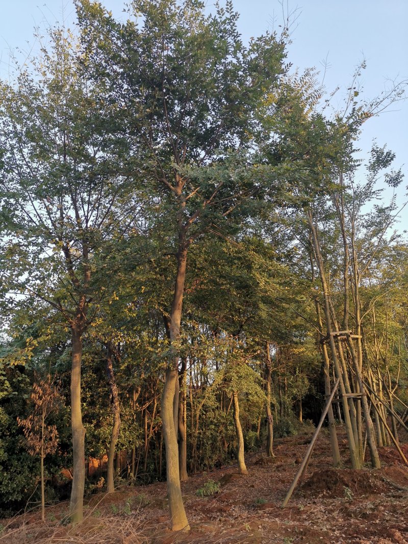 朴树18-60骨架移植朴树丛生朴树多杆朴树多头朴树