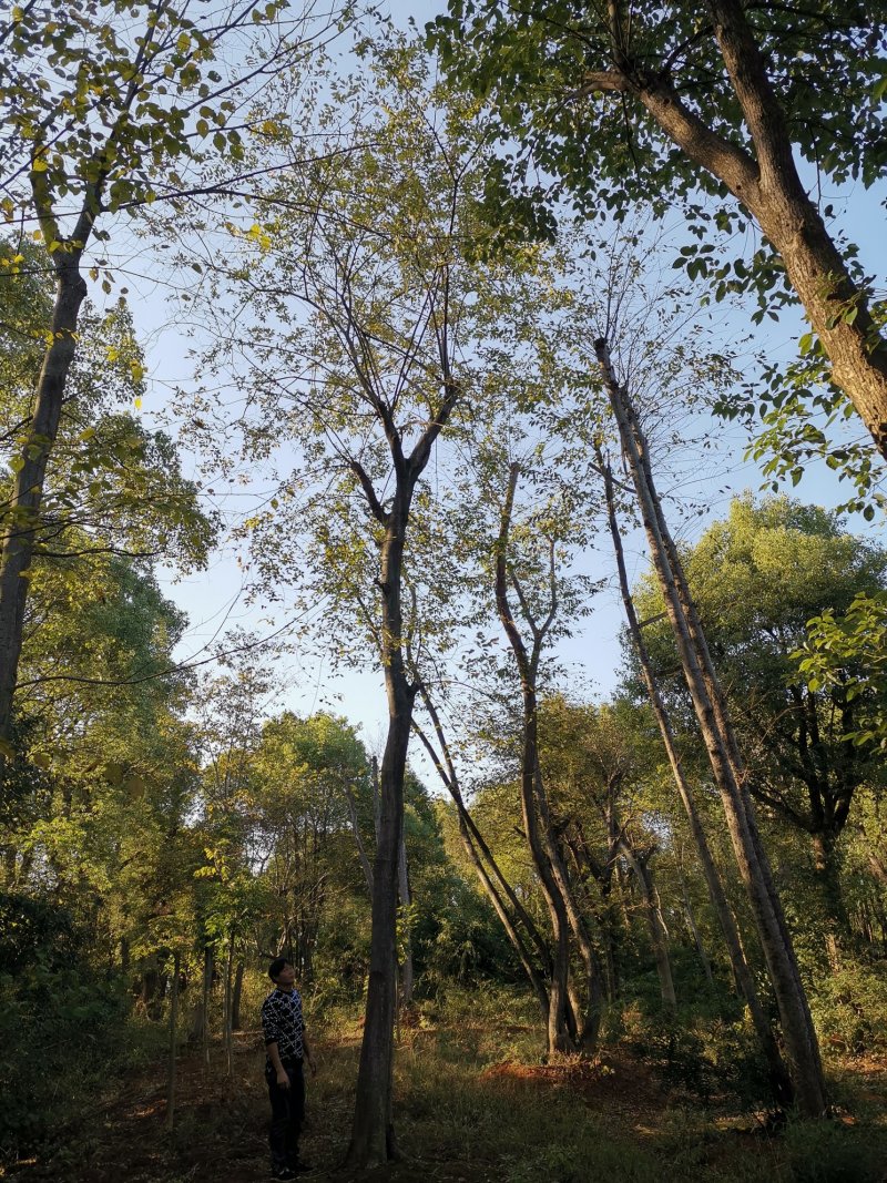 朴树18-60骨架移植朴树丛生朴树多杆朴树多头朴树