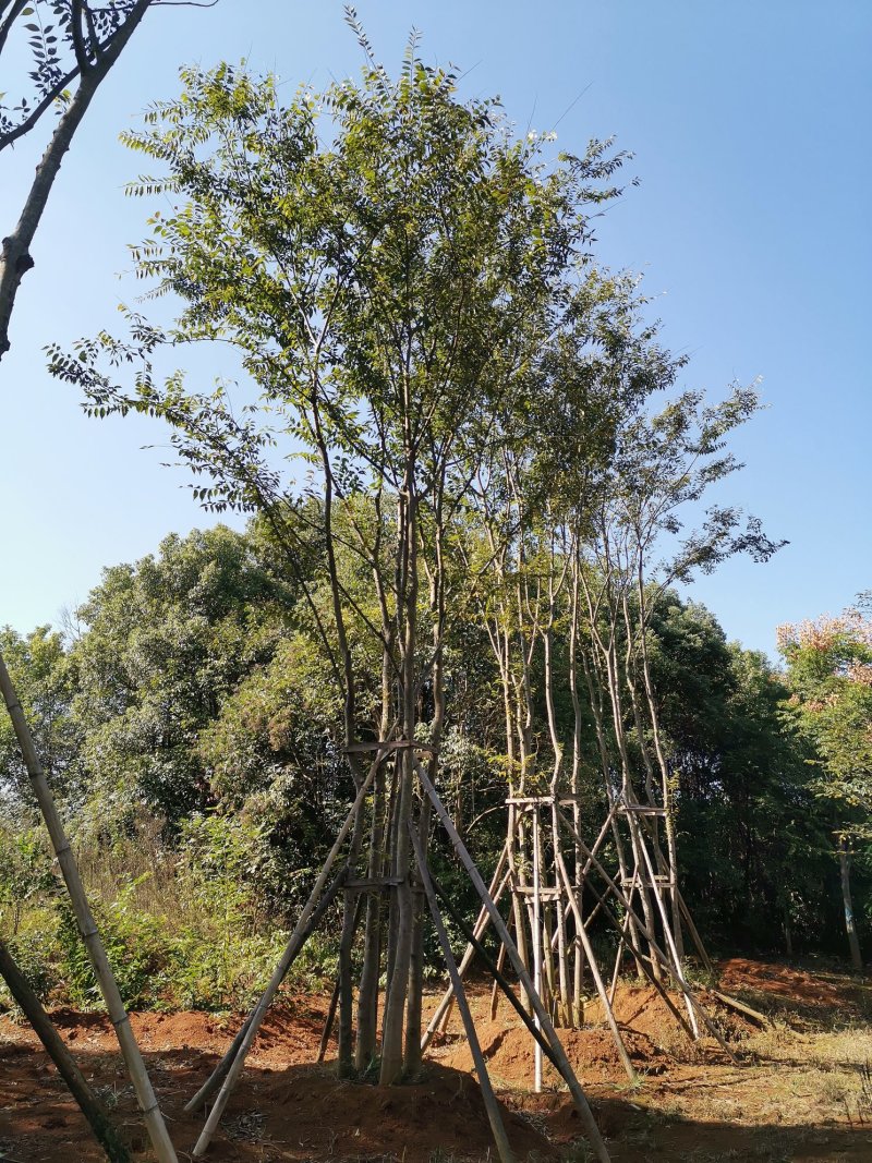 丛生多杆全冠朴树苗圃直供3456杆每杆8-15