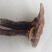 野生灵芝