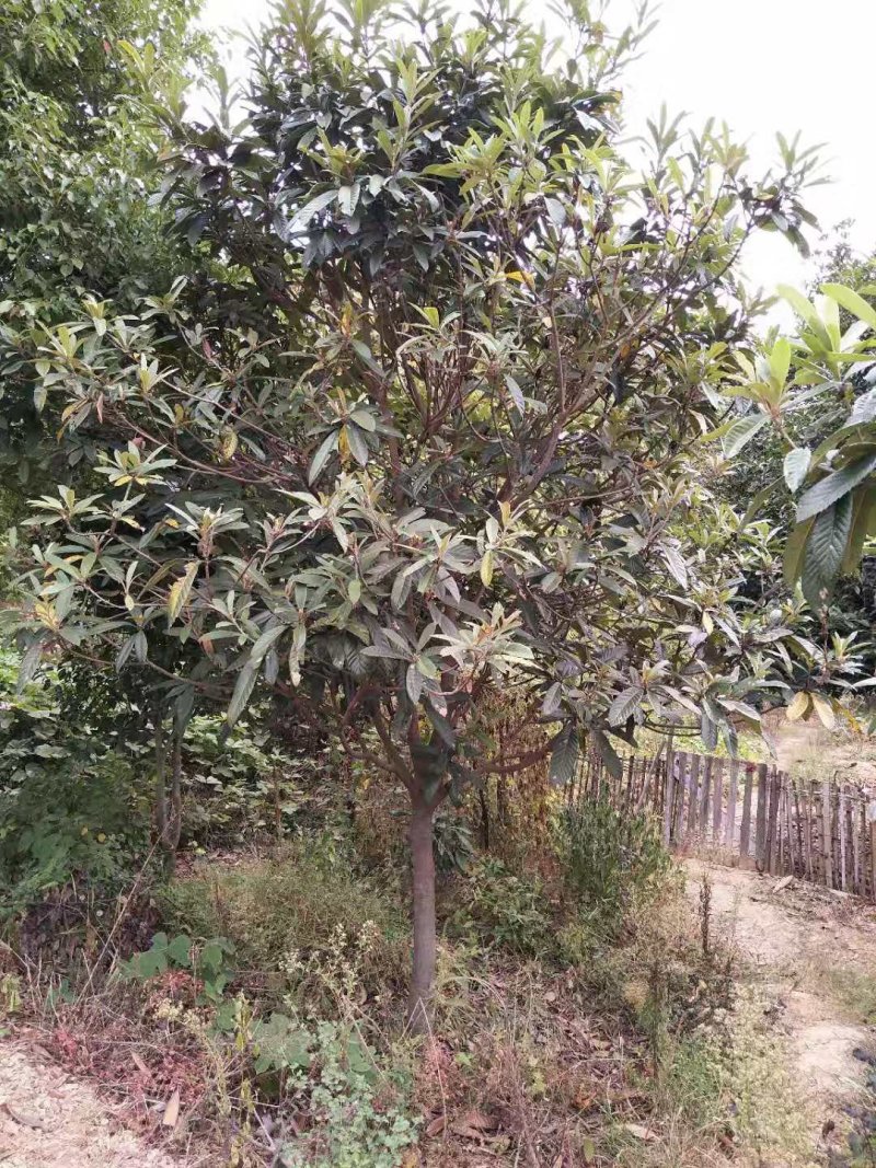 枇杷农户一手货源质量保证手续齐全湖南益阳绿青苗木
