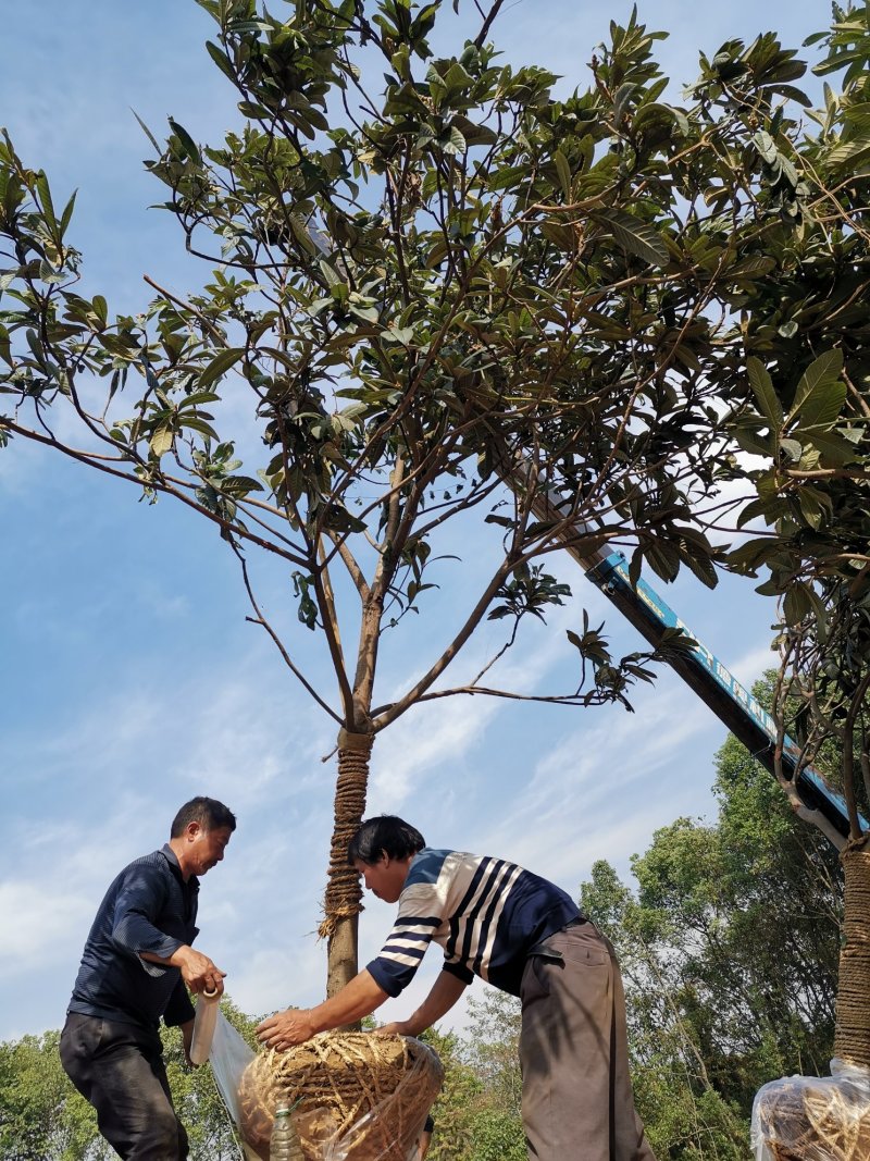 枇杷农户一手货源质量保证手续齐全湖南益阳绿青苗木