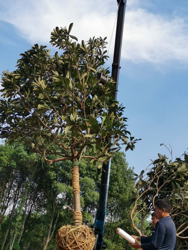 枇杷农户一手货源质量保证手续齐全湖南益阳绿青苗木