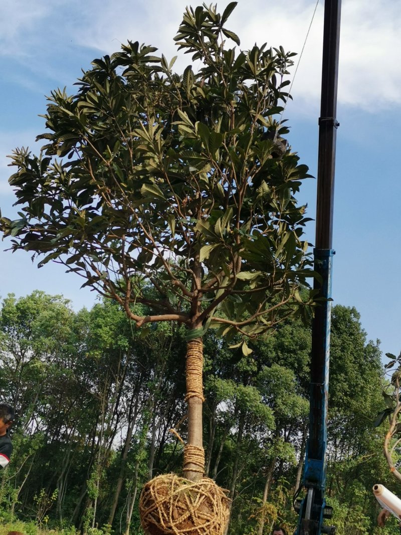 枇杷农户一手货源质量保证手续齐全湖南益阳绿青苗木