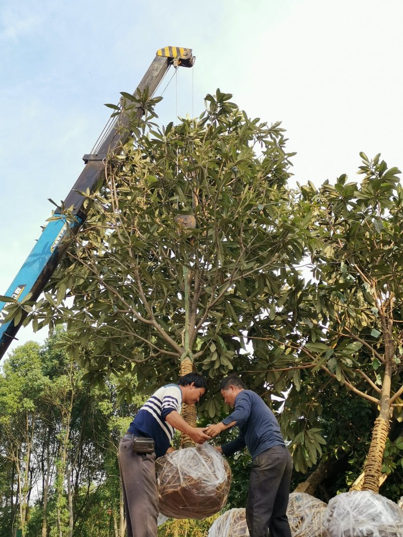 枇杷农户一手货源质量保证手续齐全湖南益阳绿青苗木