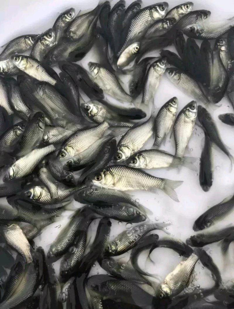 鲫鱼苗中科3号黄金鲫鱼特种快大白金鲫鱼苗技术指导