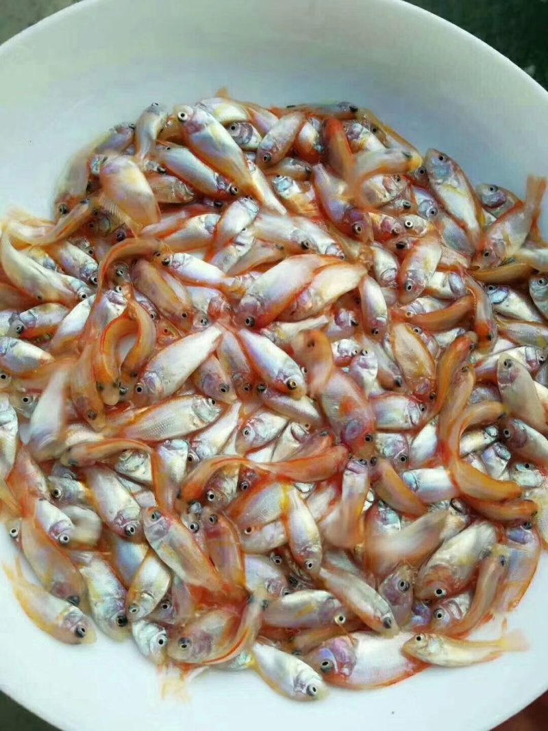 水产鱼苗批发，罗非鱼苗，鲫鱼苗，黄骨鱼苗，黑鱼苗，鲶鱼苗