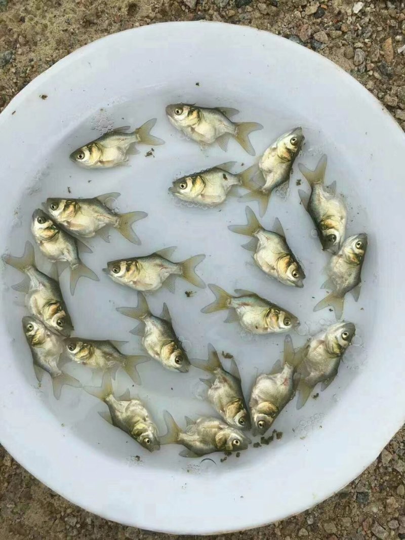水产鱼苗批发，罗非鱼苗，鲫鱼苗，黄骨鱼苗，黑鱼苗，鲶鱼苗