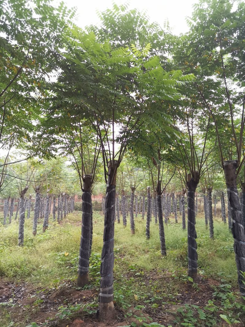 15-20栾树苗圃直供批发手续齐全质量保证