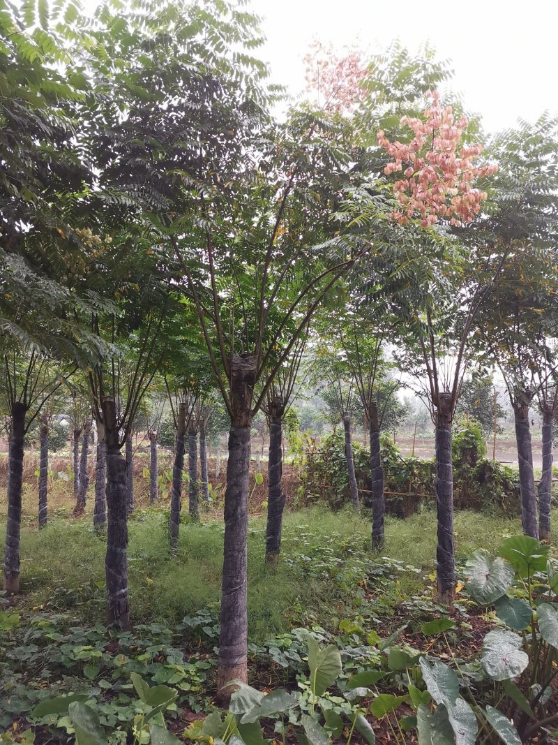 15-20栾树苗圃直供批发手续齐全质量保证