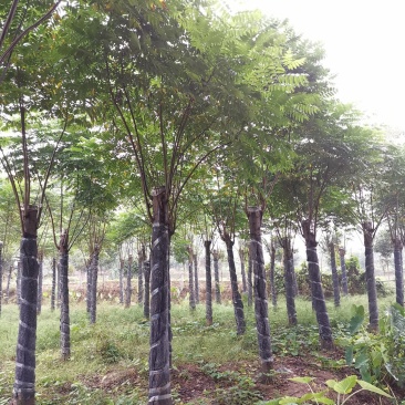 15-20栾树苗圃直供批发手续齐全质量保证