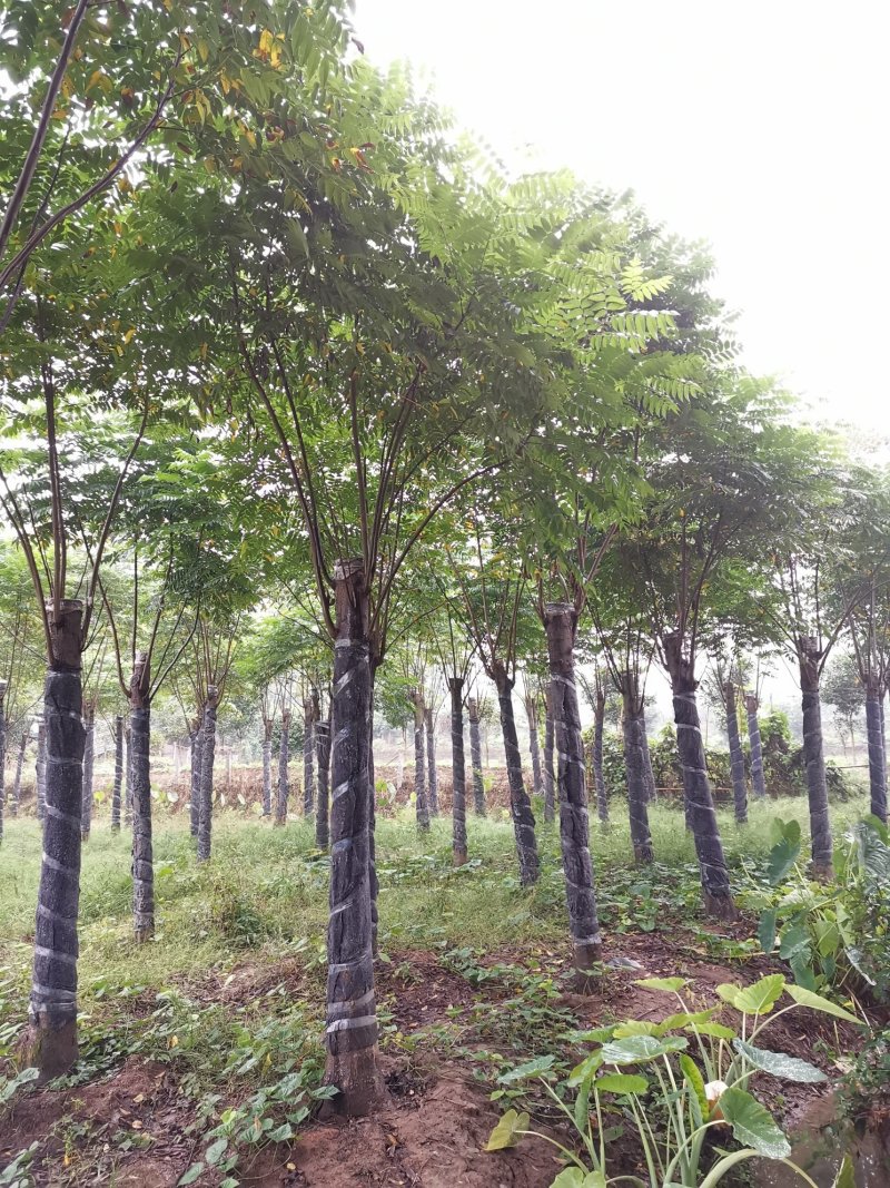 15-20栾树苗圃直供批发手续齐全质量保证