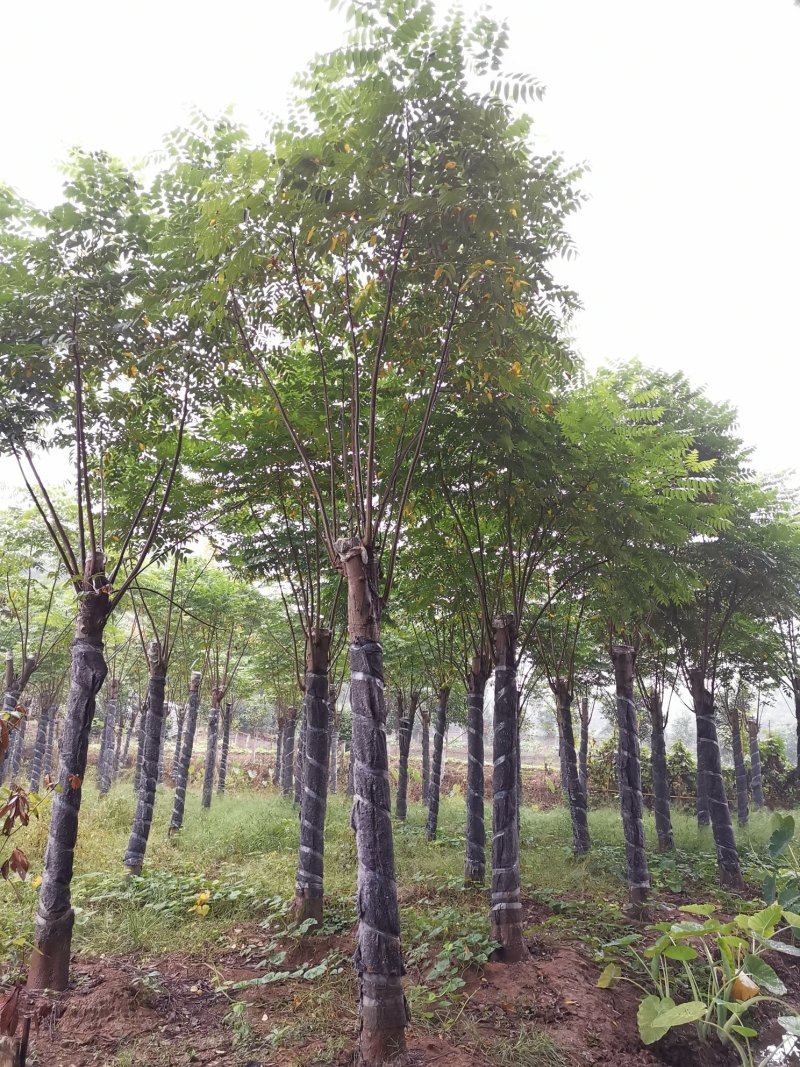15-20栾树苗圃直供批发手续齐全质量保证