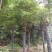 15-20栾树苗圃直供批发手续齐全质量保证