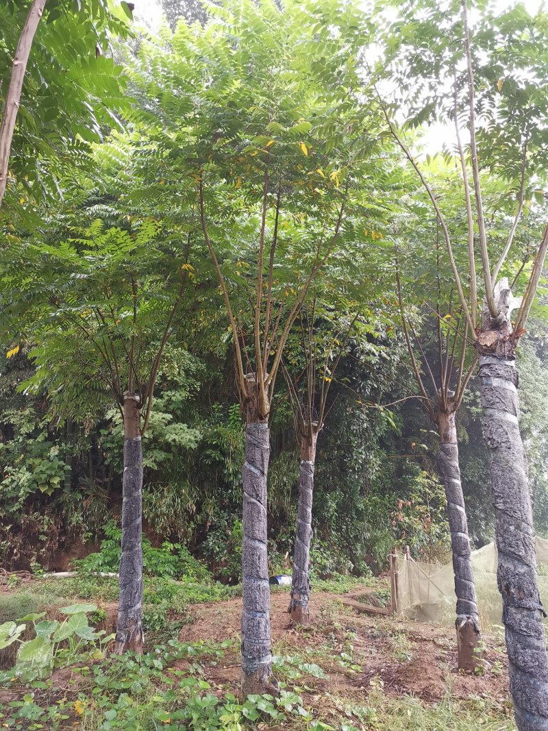 15-20栾树苗圃直供批发手续齐全质量保证
