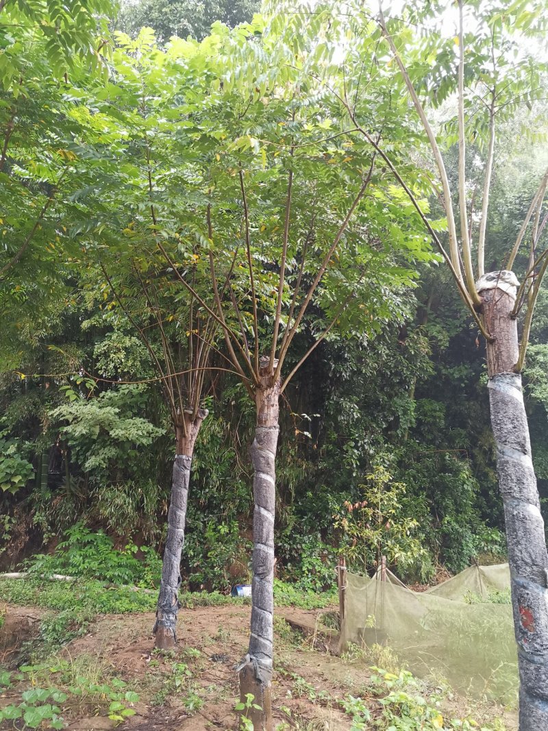 15-20栾树苗圃直供批发手续齐全质量保证