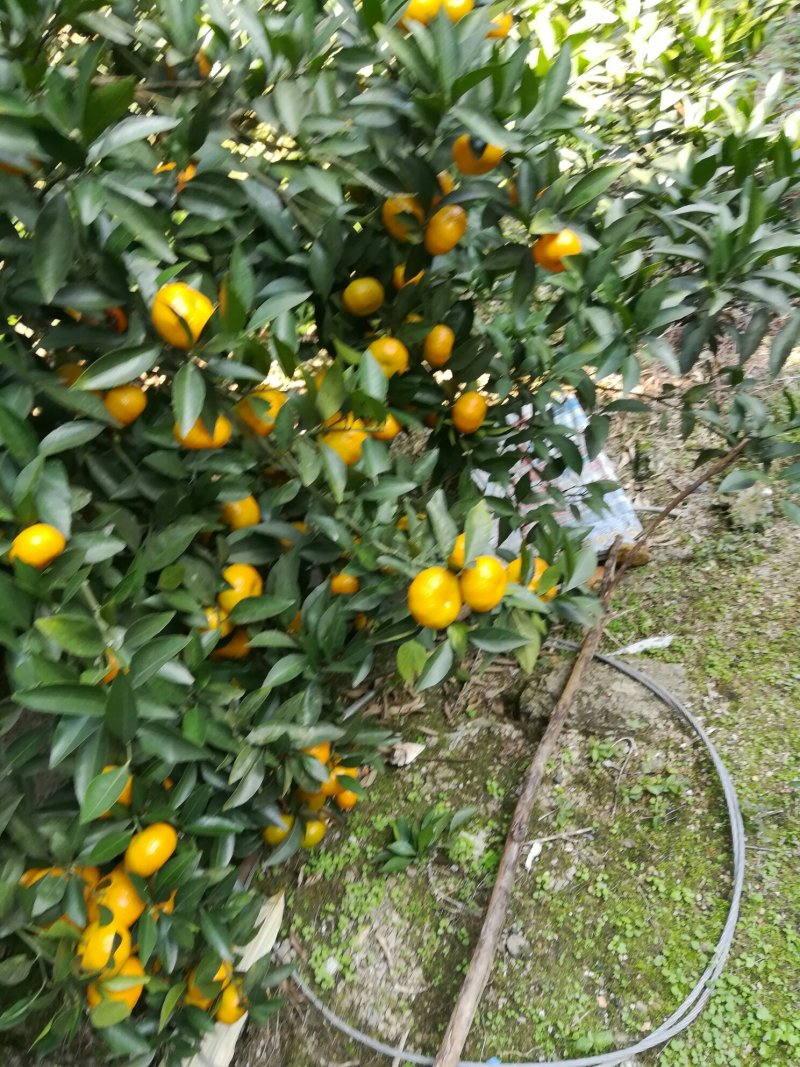 湖南湘西优质南丰密橘销售期
