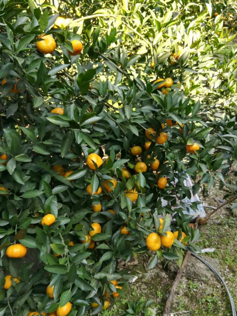 湖南湘西优质南丰密橘销售期