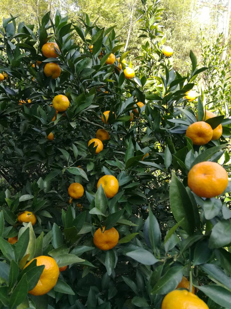 湖南湘西优质南丰密橘销售期