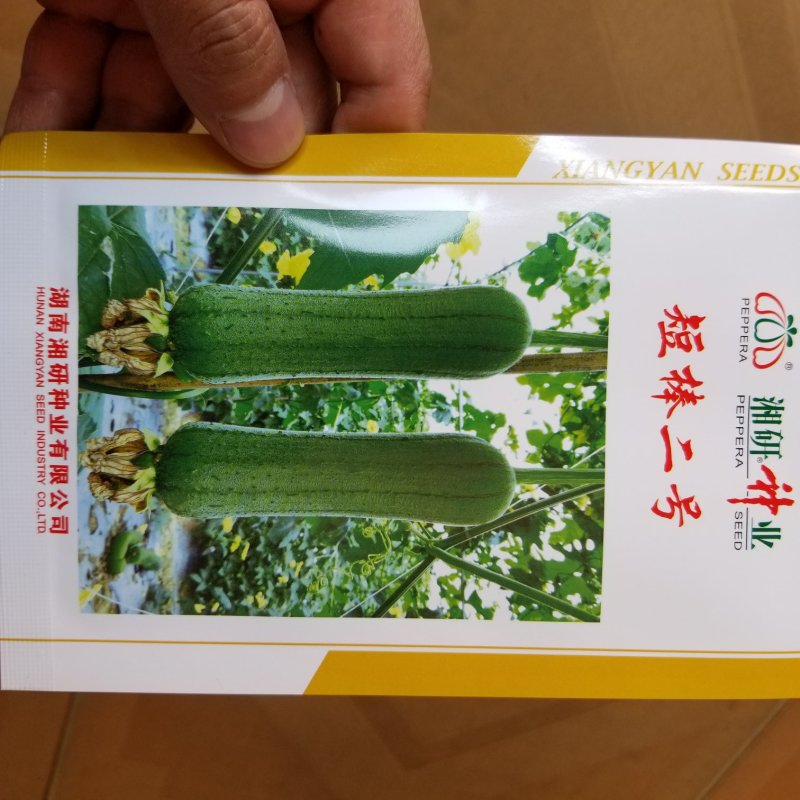 10克湘研短棒二丝瓜种子