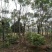 黄山栾树苗圃直供上千颗指树挖树质量保证随时起苗发货