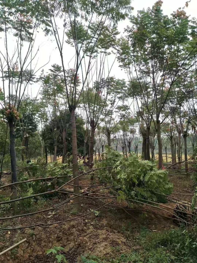 黄山栾树苗圃直供上千颗指树挖树质量保证随时起苗发货