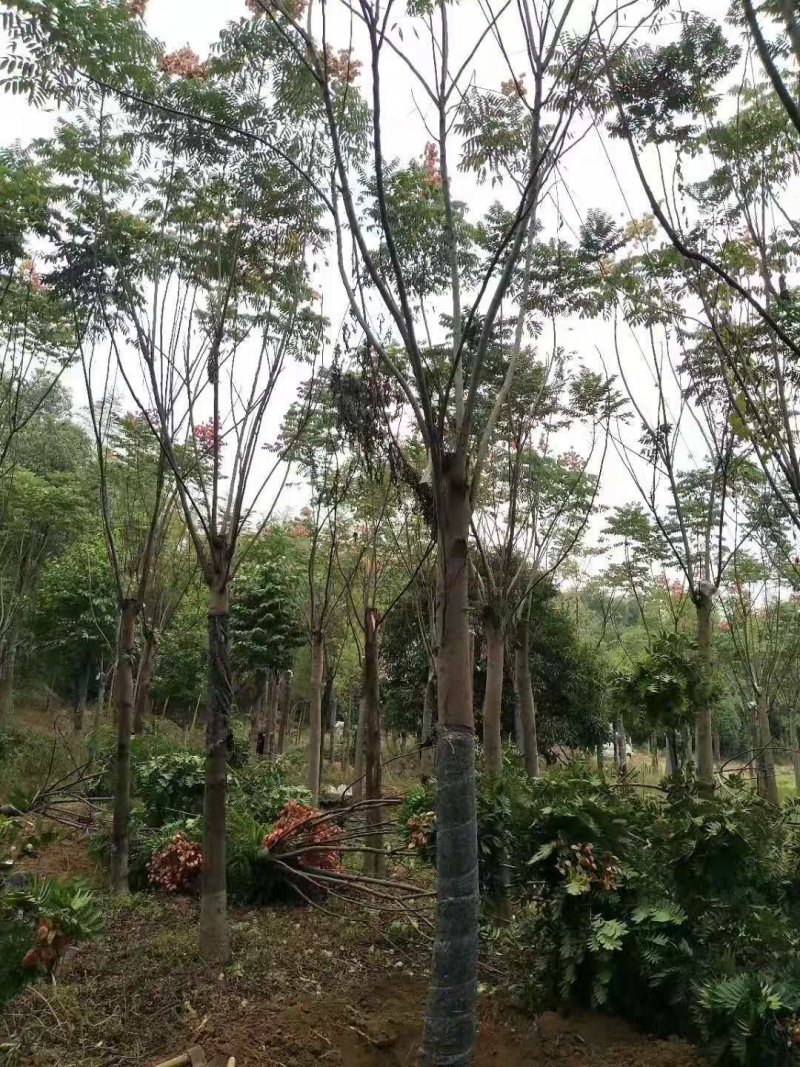 黄山栾树苗圃直供上千颗指树挖树质量保证随时起苗发货