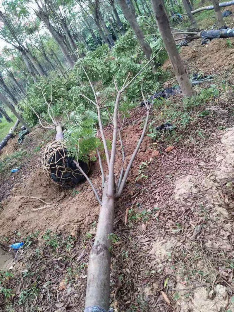 黄山栾树苗圃直供上千颗指树挖树质量保证随时起苗发货
