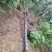 黄山栾树苗圃直供上千颗指树挖树质量保证随时起苗发货