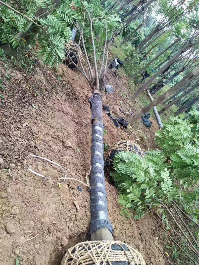 黄山栾树苗圃直供上千颗指树挖树质量保证随时起苗发货