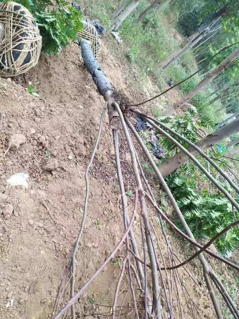 黄山栾树苗圃直供上千颗指树挖树质量保证随时起苗发货