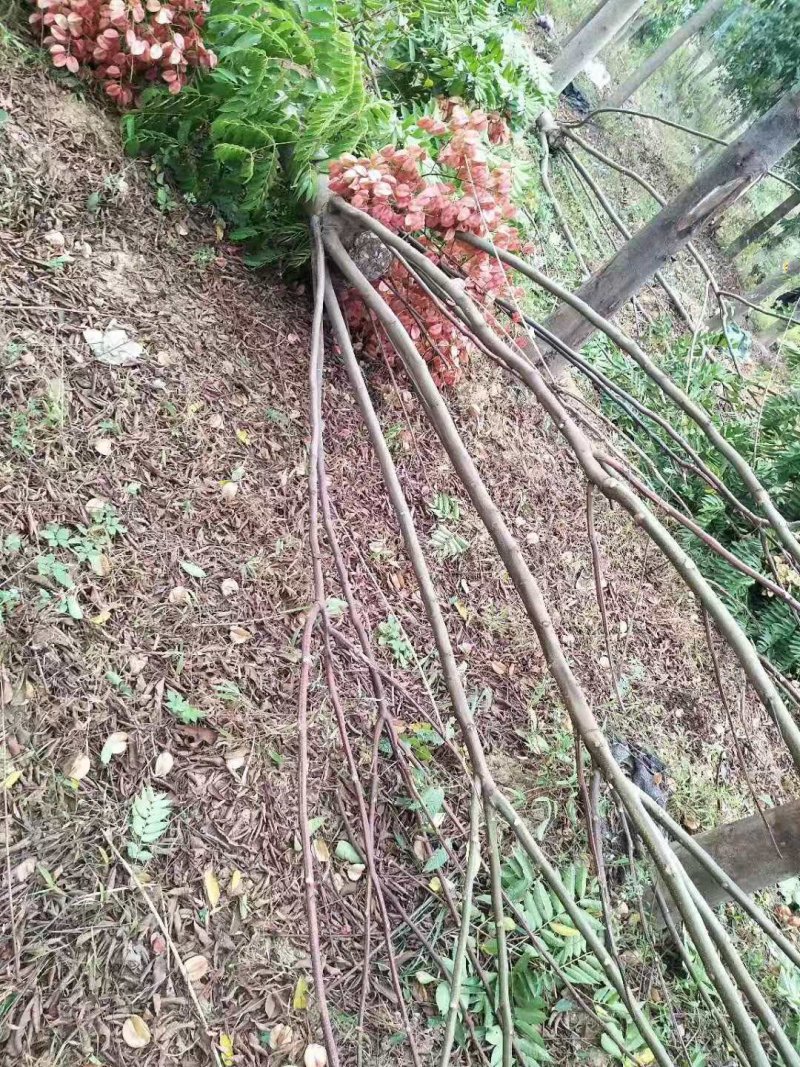 黄山栾树苗圃直供上千颗指树挖树质量保证随时起苗发货
