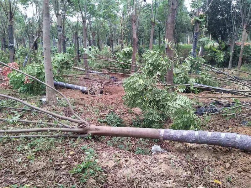 黄山栾树苗圃直供上千颗指树挖树质量保证随时起苗发货