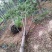 黄山栾树苗圃直供上千颗指树挖树质量保证随时起苗发货