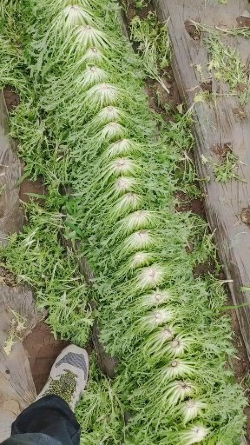 精品苦菊批发苦菊大量上市高端品质货量巨大日供万斤以上
