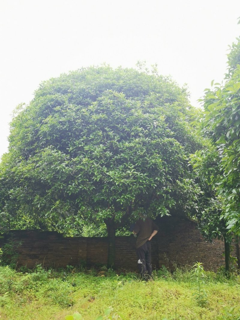 桂花四季桂八月桂丹桂农户货源直供批发质量保证