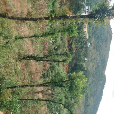 清香木