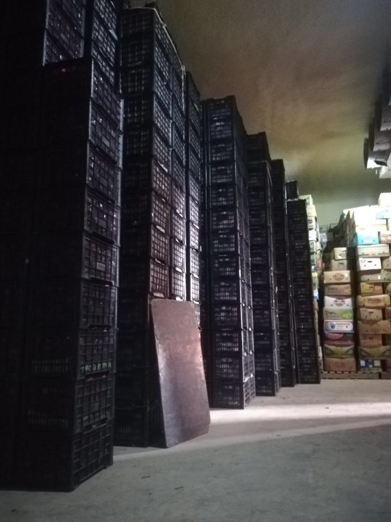 辽宁省瓦房店市精品红提葡萄上市了，果粉好。