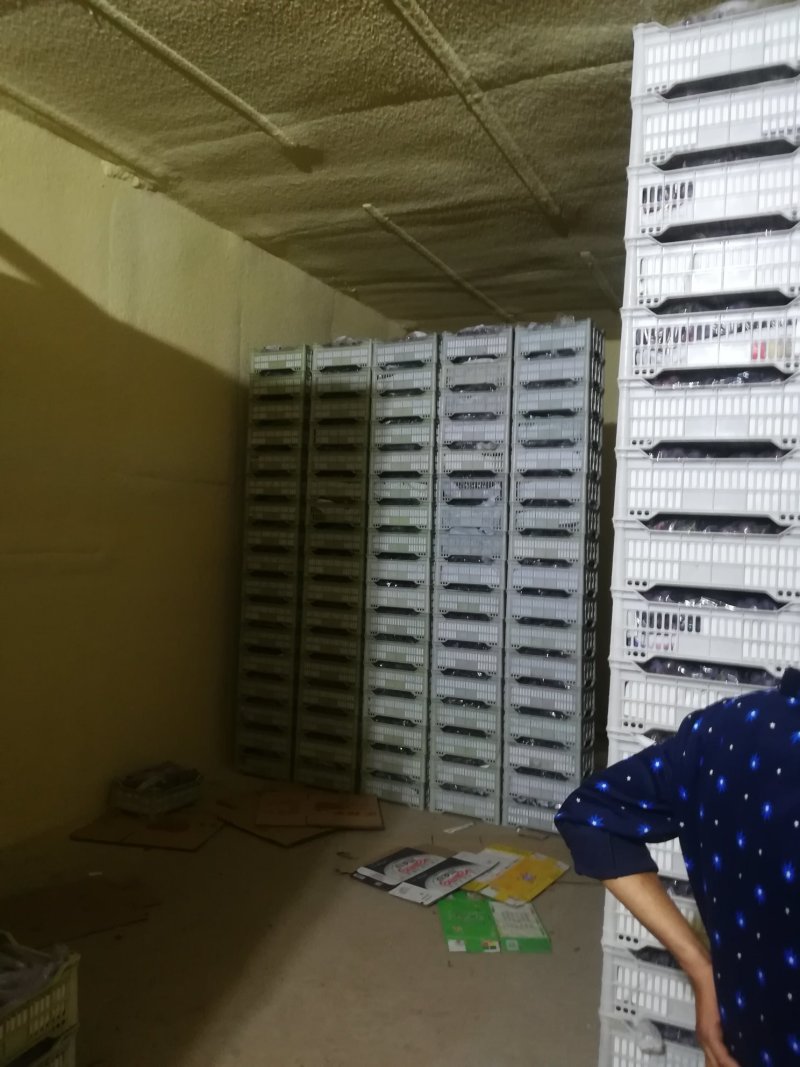 辽宁省瓦房店市精品红提葡萄上市了，果粉好。