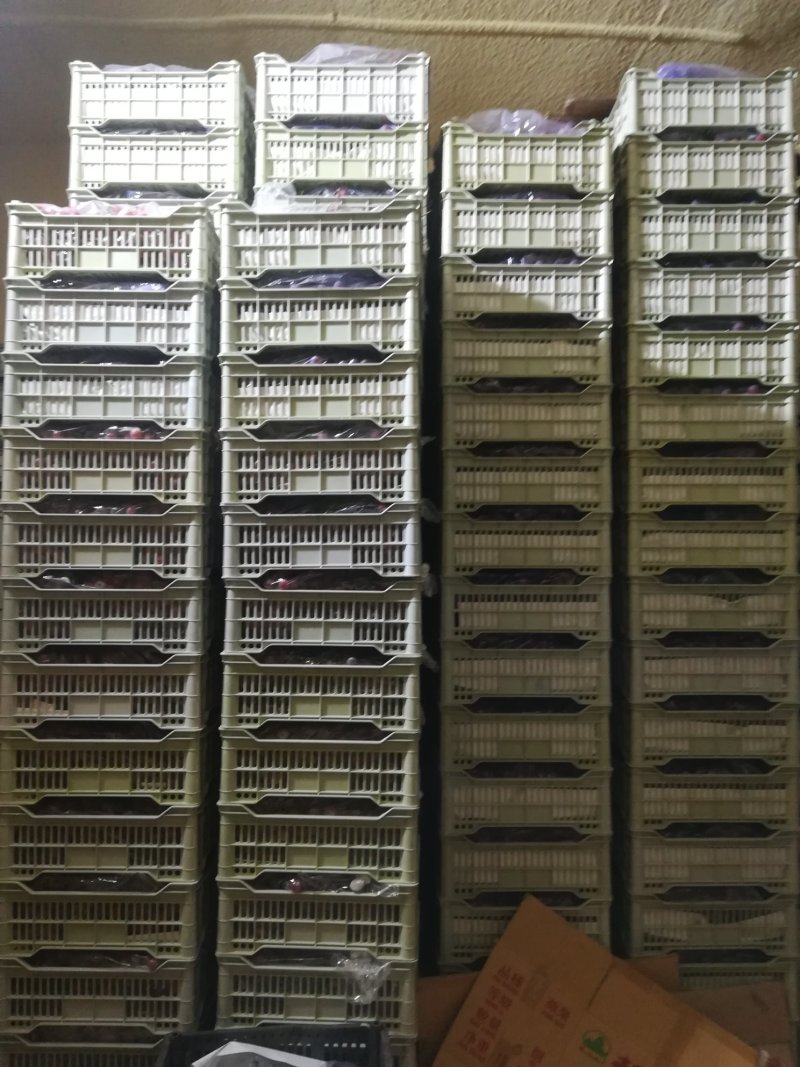 辽宁省瓦房店市精品红提葡萄上市了，果粉好。