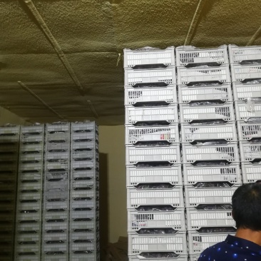 辽宁省瓦房店市精品红提葡萄上市了，果粉好。