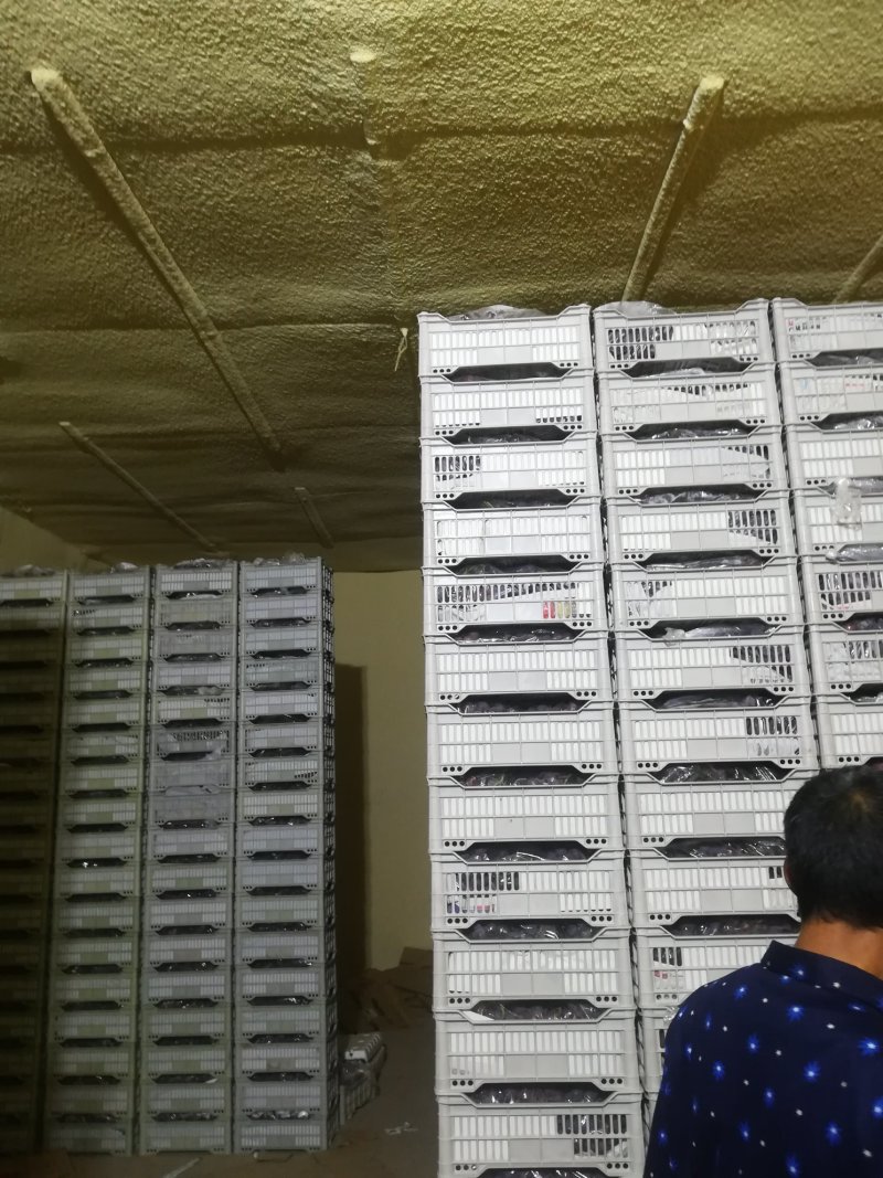 辽宁省瓦房店市精品红提葡萄上市了，果粉好。