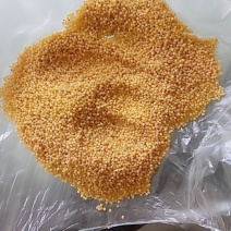 新谷孑小米