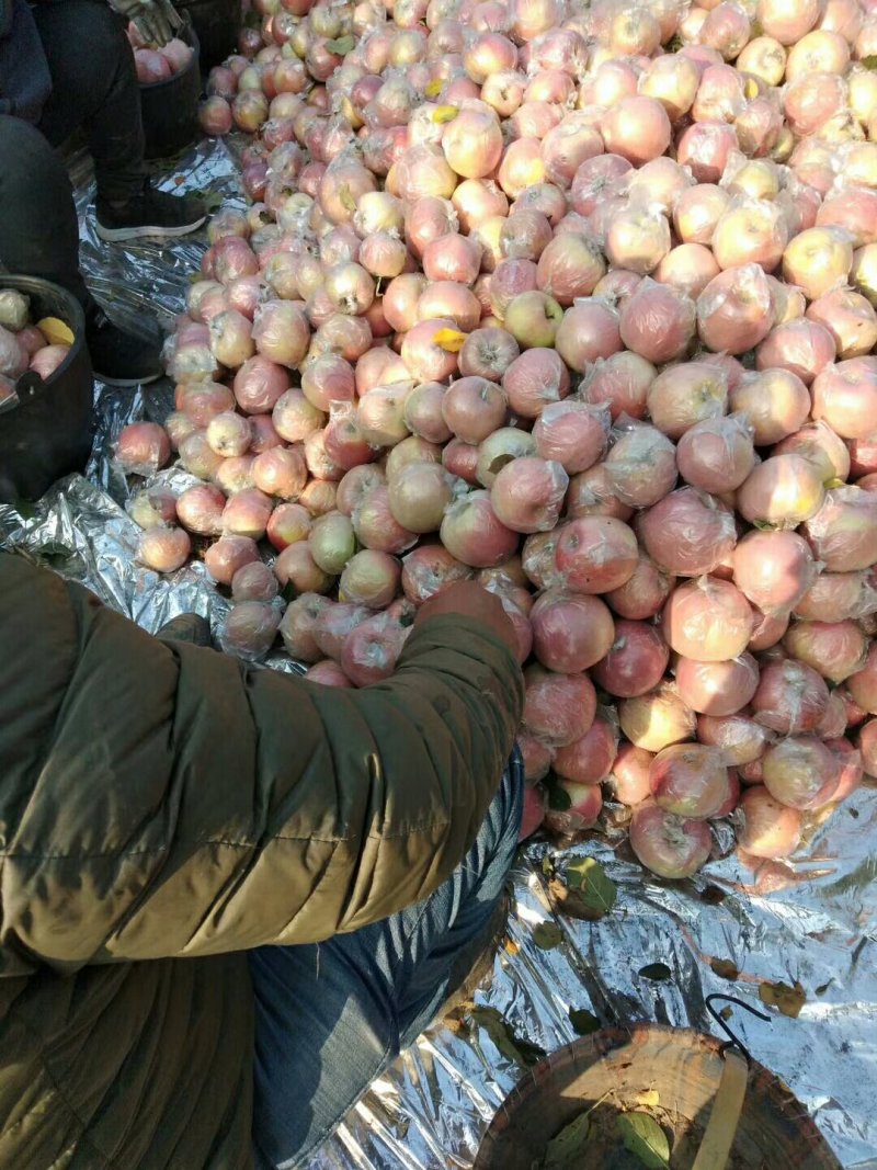 编号宁689套袋红富士苹果基地供应{宁氏专属}