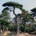 泰安专业造型松，主营造型黑松油松景观松各类绿化苗木