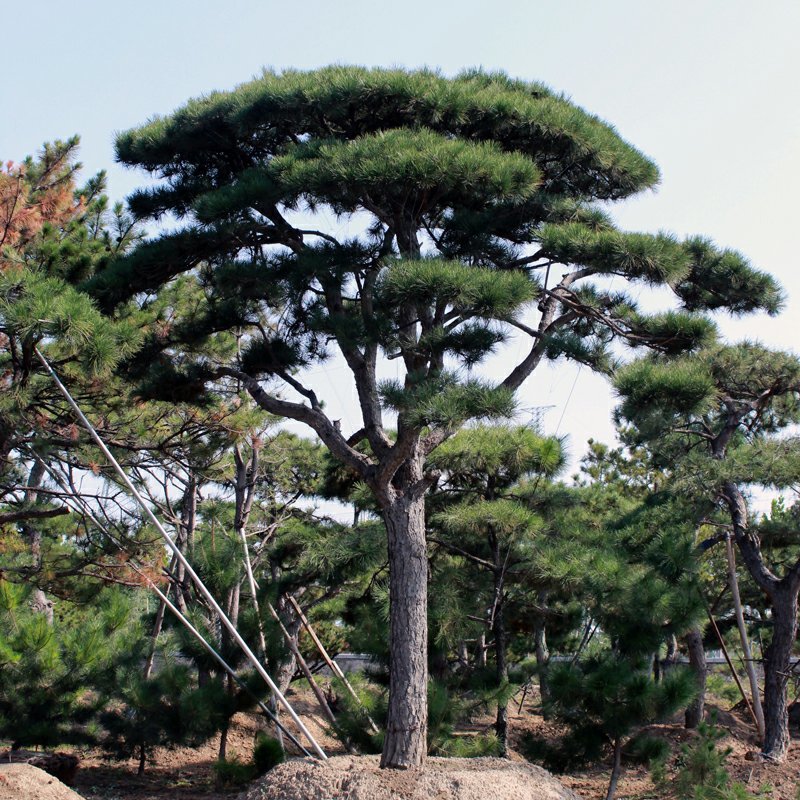 泰安专业造型松，主营造型黑松油松景观松各类绿化苗木
