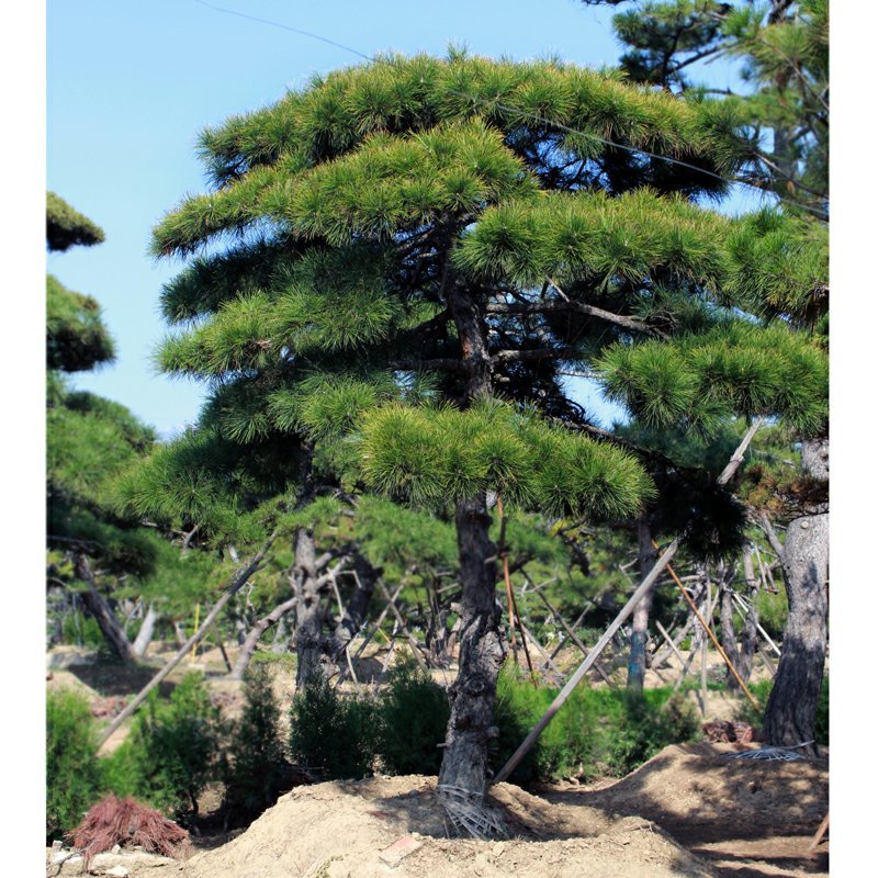 泰安专业造型松，主营造型黑松油松景观松各类绿化苗木