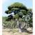 泰安专业造型松，主营造型黑松油松景观松各类绿化苗木