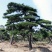 泰安专业造型松，主营造型黑松油松景观松各类绿化苗木